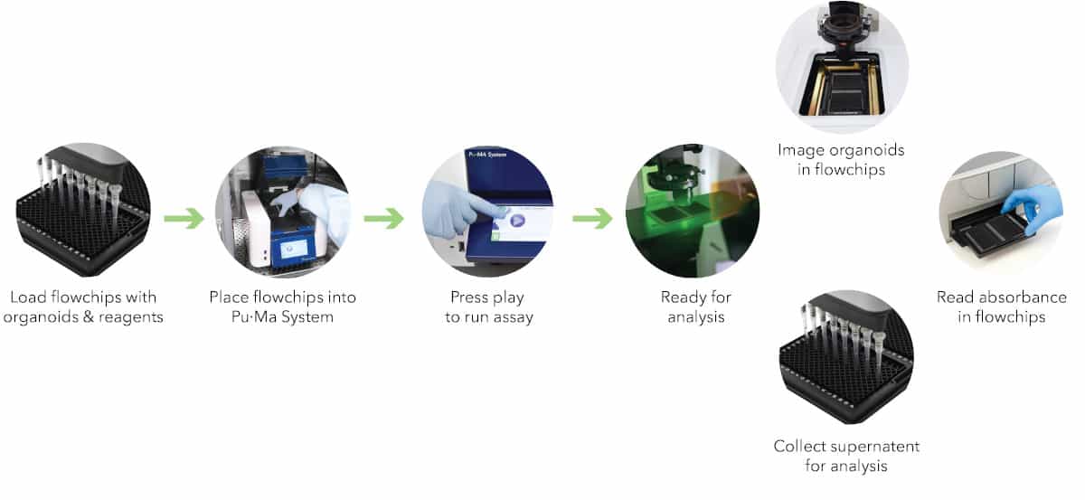 Multifunctional Profiling Workflow multifunctional profiling from organoids